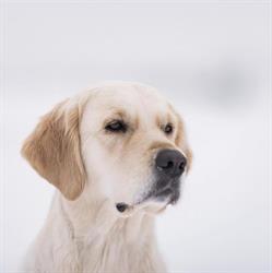 Peak of Glory Golden Retriever