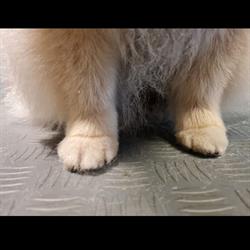 Hundesalon Nicole Samek