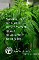 Static Plants by Midas Schiretz