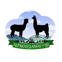 Alpakas, Lamas und Rentiere zum Grünen See