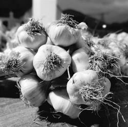 Lager's Knoblauch