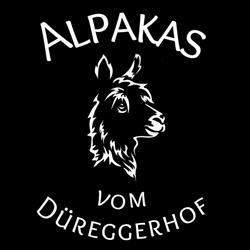 Alpakas vom Düreggerhof