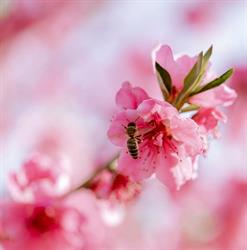 Bischof Obst- und Bienenwelt
