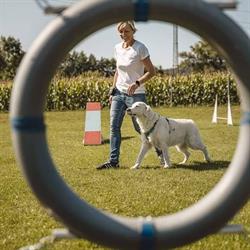 active dogs & friends