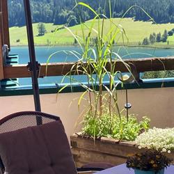Kolbitsch Weissensee ein Seeblick der verzaubert.