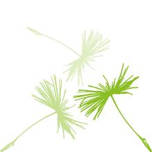 Praxis Dandelion