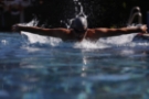 Delphin