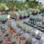Der AustroPalm Schaugarten präsentiert Yucca-Raritäten, Agaven und exotische Palmen – perfekt für Liebhaber besonderer Pflanzen.
