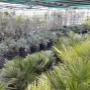 Mediterrane Pflanzenvielfalt mit Palmen, Yuccas und Olivenbäumen im geschützten Palmenhaus der AustroPalm Bio-Gärtnerei – spezialisiert auf winterharte Exoten.