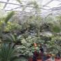 Üppiges Pflanzenhaus mit Zitruspflanzen, Palmen, Feigenbäumen und Bananengewächsen – biologisch kultiviert in der AustroPalm Gärtnerei Guntramsdorf.