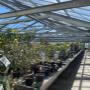 Zwischen Sonnenlicht und Glasstruktur wachsen bei AustroPalm zahlreiche Jungpflanzen, Feigen- und Zitrusbäume. Bio-Anbau und Vielfalt stehen im Mittelpunkt dieser nachhaltigen Gärtnerei.