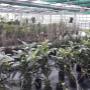 Jungpflanzen und Obstgehölze wie Feigen, Kiwis und Indianerbananen wachsen in Bio-Qualität – direkt aus der AustroPalm Bio-Gärtnerei Guntramsdorf.