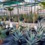 In diesem Bereich präsentiert die AustroPalm Gärtnerei winterharte Palmen, Yuccas und Agaven. Besucher können hier besondere Arten entdecken, die perfekt für das österreichische Klima geeignet sind.