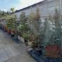 Trachycarpus-Palmen und andere robuste Arten – winterhart, pflegeleicht und ideal für heimische Gärten – erhältlich bei AustroPalm Guntramsdorf.