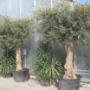 Olivenbäume im Kübel vor dem Gewächshaus der AustroPalm Bio-Gärtnerei in Guntramsdorf.