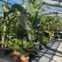 Tropische Vielfalt bei AustroPalm Guntramsdorf – im sonnendurchfluteten Gewächshaus gedeihen Bananenpflanzen, Palmen und exotische Zierpflanzen in bester Bio-Qualität.