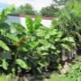 Dichte Bananenstauden und Palmen im Schaugarten der AustroPalm Bio-Gärtnerei.