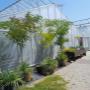 Moderne Gewächshäuser mit Reihen mediterraner Pflanzen vor der AustroPalm Bio-Gärtnerei.