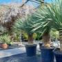 Im Außenbereich der AustroPalm Gärtnerei gedeihen Yucca rostrata, Agaven und andere Wüstenpflanzen – perfekt für sonnige, trockene Standorte.