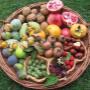 Bunte Vielfalt aus der AustroPalm Bio-Gärtnerei Guntramsdorf – Indianerbanane, Kaki, Granatapfel, Feigen und Walnüsse aus eigenem, nachhaltigem Bio-Anbau in Niederösterreich.