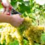 Weingut Greindl | Weintrauben bei der Weinlese