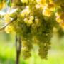 Weingut Greindl | reife Weintrauben