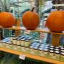 Große Halloween-Kürbisse und saisonales Gemüse bei Alles Frisch am Grünen Markt Brusattiplatz in Baden bei Wien. Frische Produkte mit Frischegarantie – ideal für Herbstküche, regionale Spezialitäten und gesunde Ernährung.