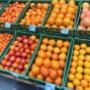 Orangen, Mandarinen und Grapefruit bei Alles Frisch am Grünen Markt Brusattiplatz in Baden bei Wien. Vitaminreiche Früchte der Saison für das Immunsystem, gesunde Snacks und frische Zutaten für Smoothies.
