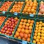 Frische Zitrusfrüchte wie Orangen, Mandarinen und Grapefruits bei Alles Frisch am Grünen Markt Brusattiplatz in Baden bei Wien. Vitaminreiche Früchte der Saison für gesunde Snacks, Smoothies und eine bewusste Ernährung.