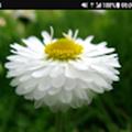 Bellis Perennis